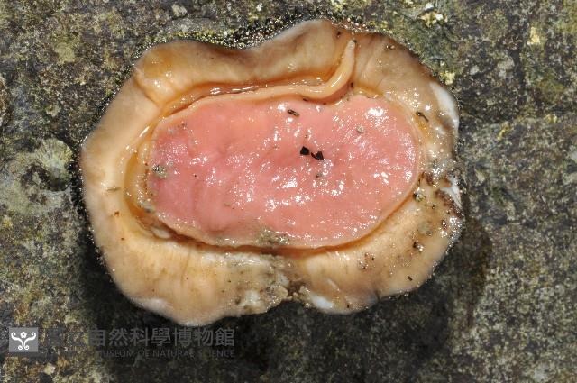 大駝石鱉(日本花棘石鱉)藏品圖，第7張