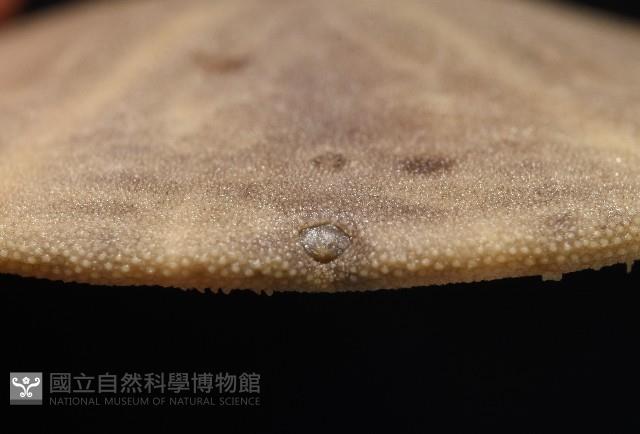 盾形網溝海膽藏品圖，第7張