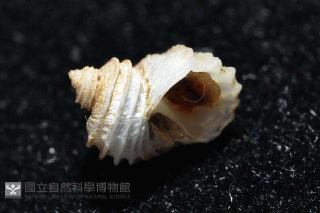 呂氏堡螺藏品圖，第7張