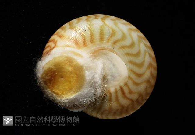 雲紋鐘螺藏品圖，第7張