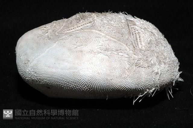 心形海壺藏品圖，第7張