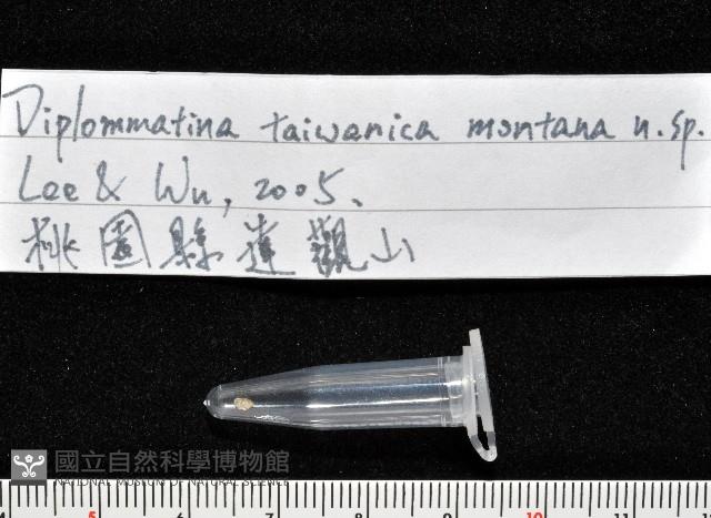 高山台灣芝麻蝸牛藏品圖，第7張
