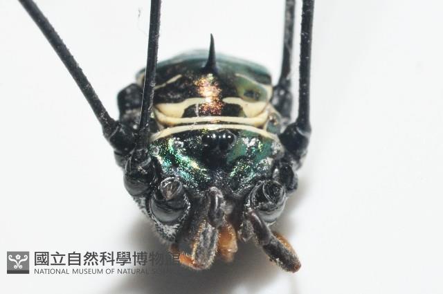 背斑偽盾刺盲蛛藏品圖，第7張