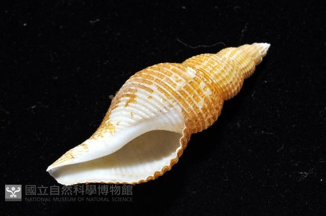 琉球峨螺藏品圖，第7張