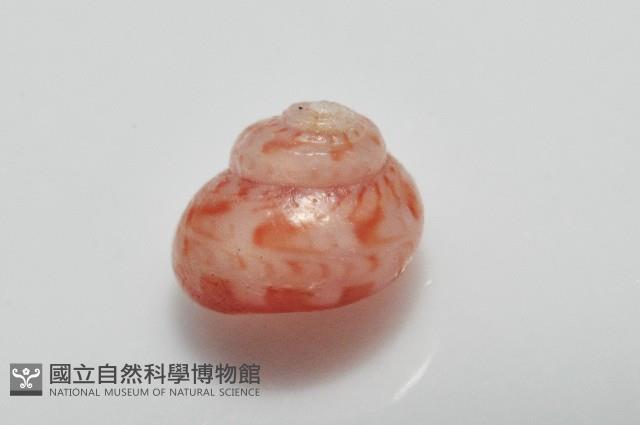 夏伊拉蠑螺藏品圖，第7張