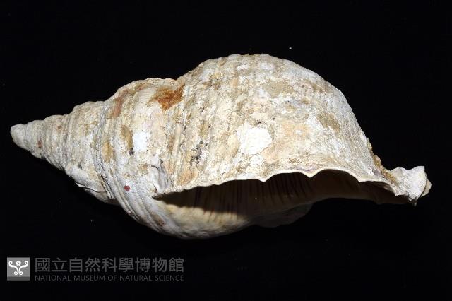 大法螺藏品圖，第7張