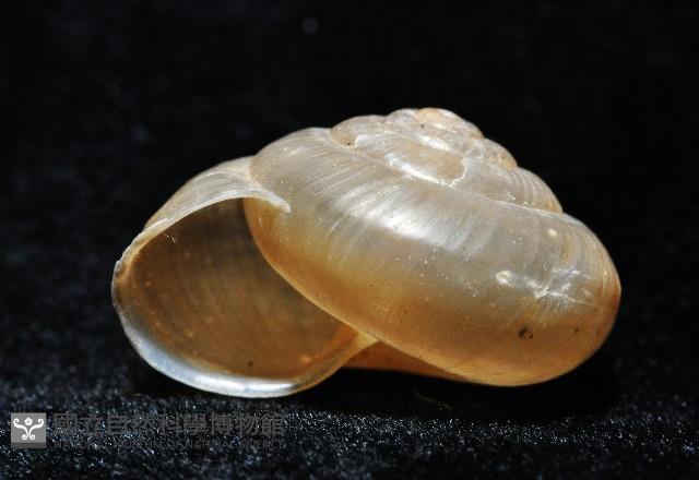 阿禮高腰蝸牛藏品圖，第7張