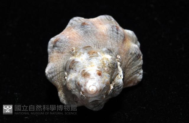 新種岩螺藏品圖，第7張