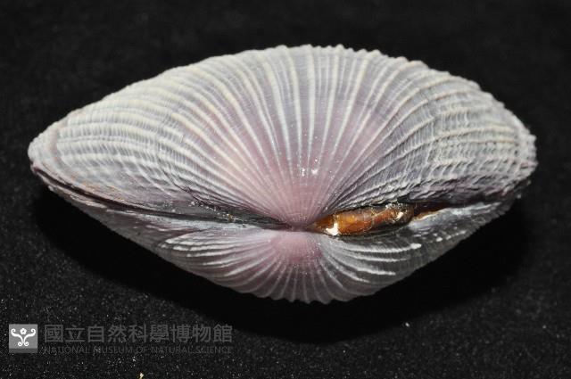 紫晃蛤藏品圖，第7張