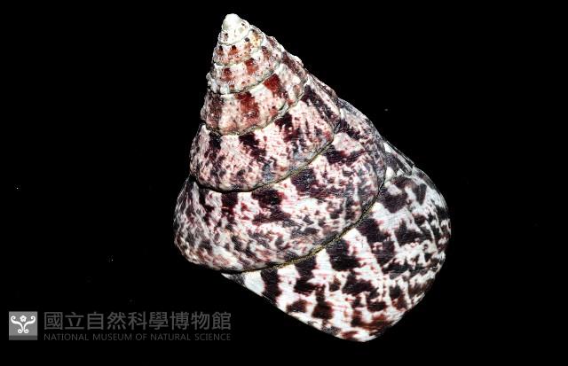 紅斑鐘螺藏品圖，第7張