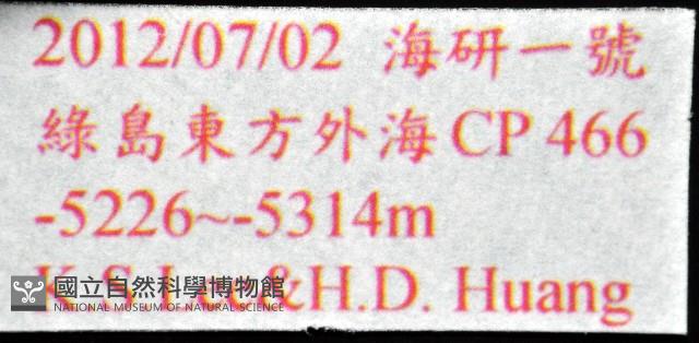 未知種深海鉤蝦藏品圖，第7張