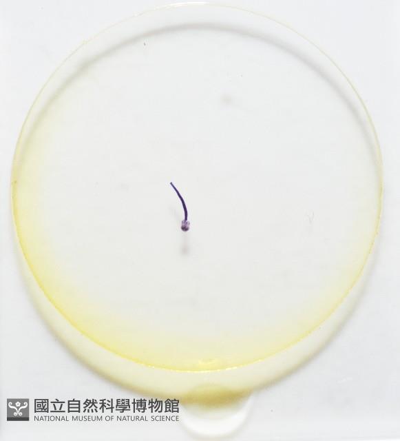 新種棘槽絛蟲藏品圖，第7張