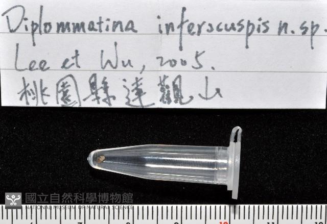 下齒芝麻蝸牛藏品圖，第7張