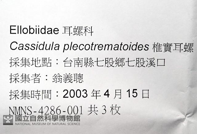 鼴耳螺藏品圖，第7張