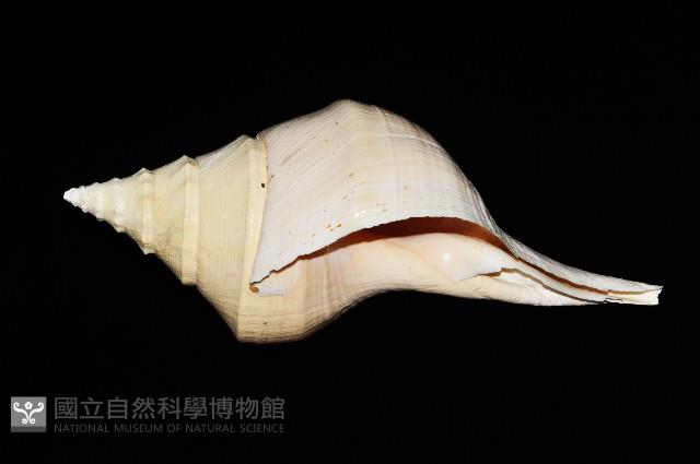 澳洲大香螺藏品圖，第7張