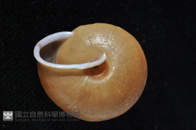 鱗高腰蝸牛(鱗菱蝸牛)藏品圖，第7張