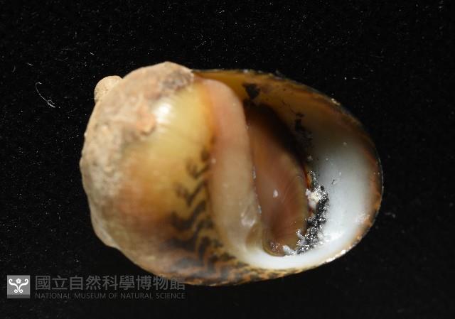 平行線蜑螺藏品圖，第7張