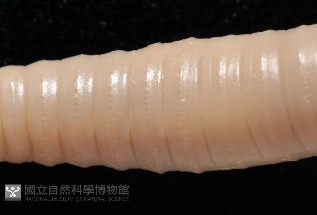 南仁遠環蚓(新種)藏品圖，第7張
