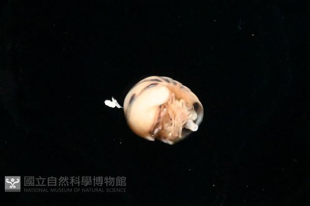 金色木球馬陸藏品圖，第7張