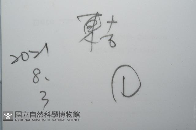 未知種黑樹角珊瑚藏品圖，第7張