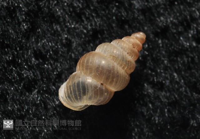 水田芝麻蝸藏品圖，第7張
