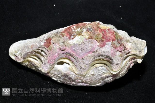 長硨磲蛤藏品圖，第7張