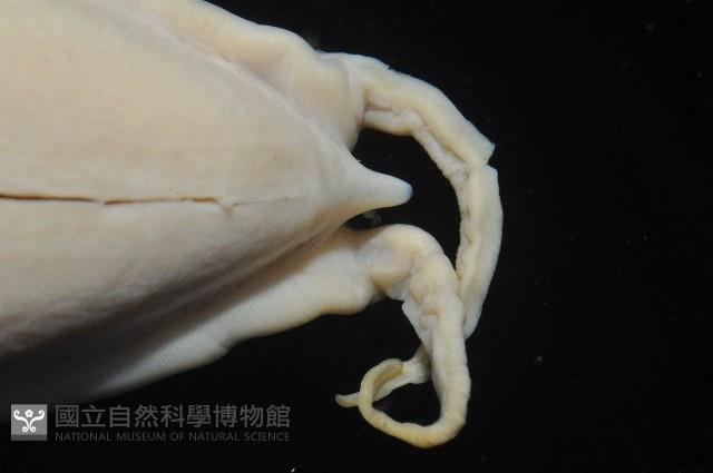 燕尾烏賊藏品圖，第7張