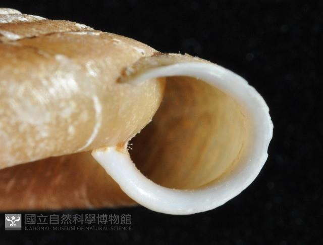 皺大臍蝸牛藏品圖，第7張
