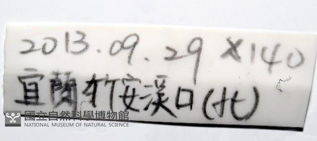 馬氏海錢(馬氏扣海膽)藏品圖，第7張