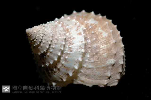 登錄號:005770-00001藏品圖，第7張