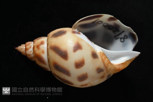 象牙鳳螺藏品圖，第7張