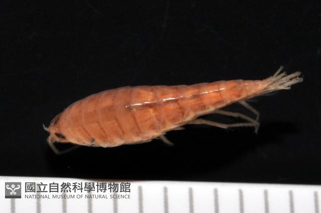 陸生端腳類藏品圖，第7張
