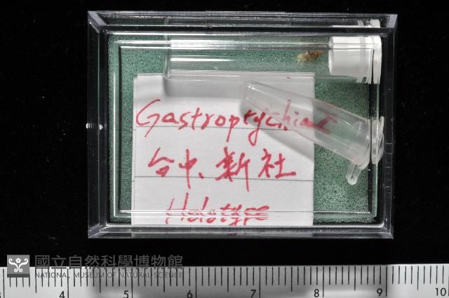 左旋扁芝麻蝸牛藏品圖，第7張