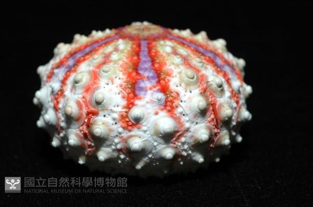 浪腔海膽(波紋腔海膽)藏品圖，第7張