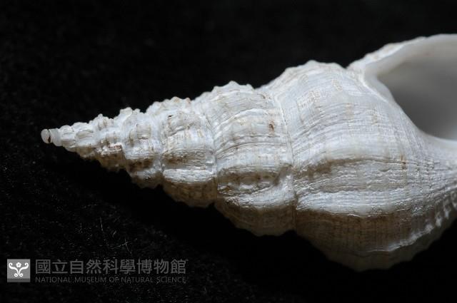 登錄號:005111-00001藏品圖，第7張
