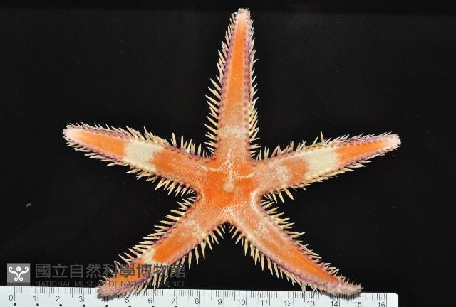 多棘槭海星藏品圖，第7張