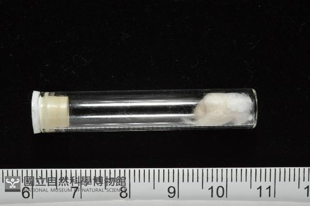 窗格海螄螺藏品圖，第7張