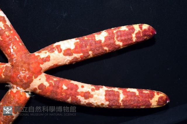 厚革滑皮海星藏品圖，第7張