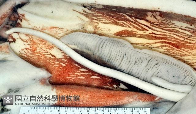 大王魷魚藏品圖，第7張