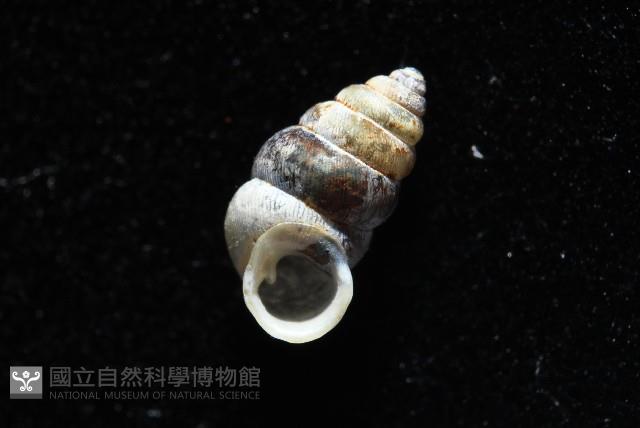 似高山芝麻蝸牛藏品圖，第7張