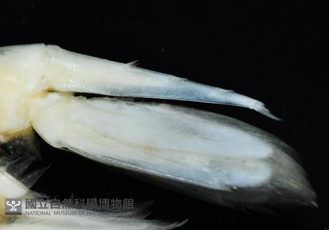 學羽紅蝦藏品圖，第7張