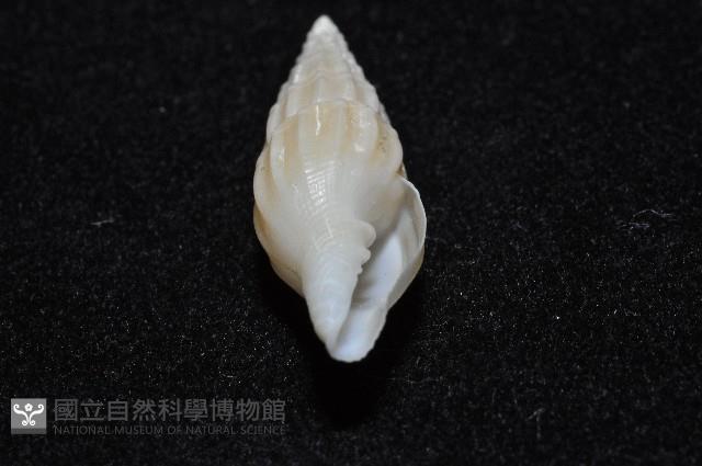 東沙春柏蛹筆螺藏品圖，第7張