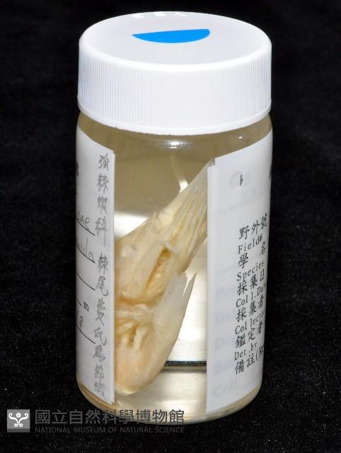 棘尾費氏扁節蝦藏品圖，第7張