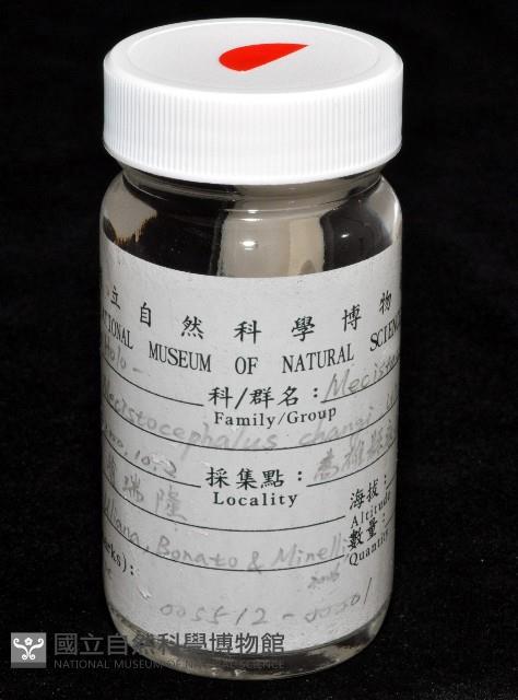 張氏長頭地蜈蚣藏品圖，第7張