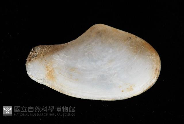 臺灣波浪蛤(新種)藏品圖，第7張