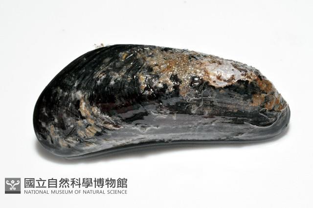 臺灣深海殼菜蛤藏品圖，第7張