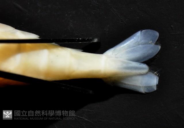 赤崁新米蝦藏品圖，第7張