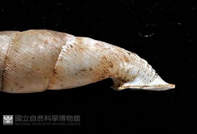高木大傘口煙管蝸牛藏品圖，第7張
