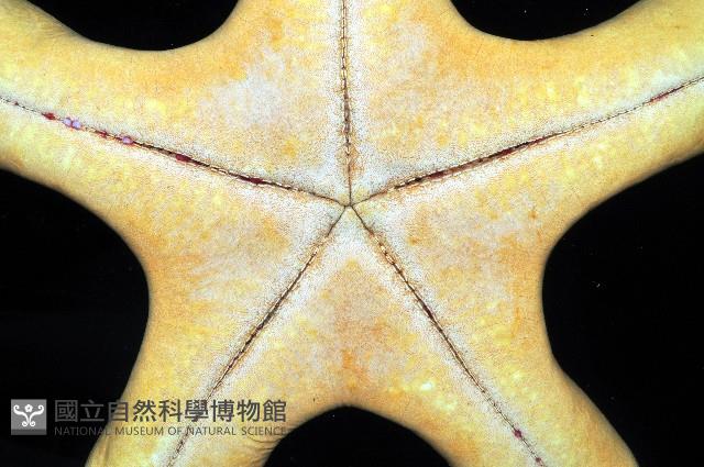 粒皮瘤海星藏品圖，第7張