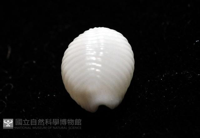 楊氏蛹螺藏品圖，第7張